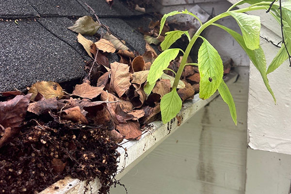 Gutter Cleaning